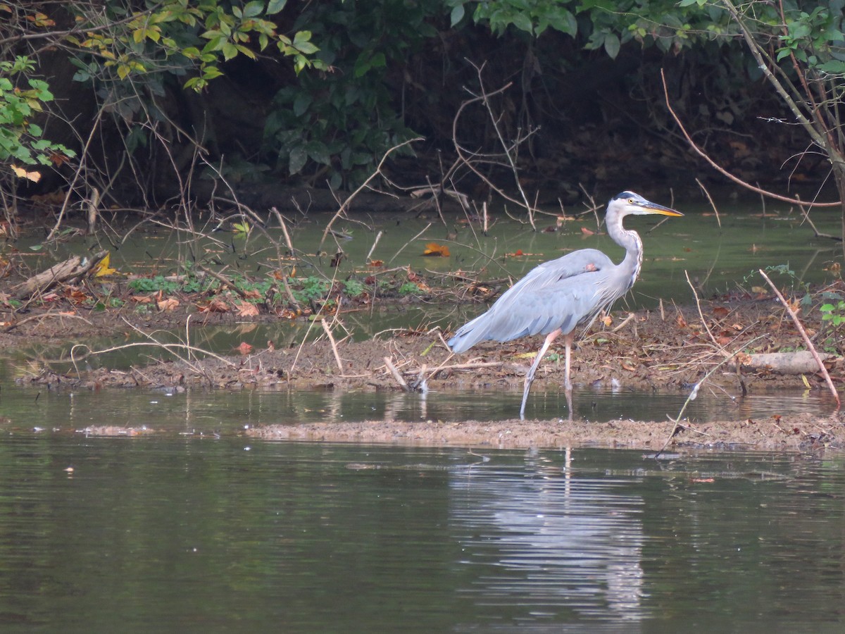 Garza Azulada - ML610145313