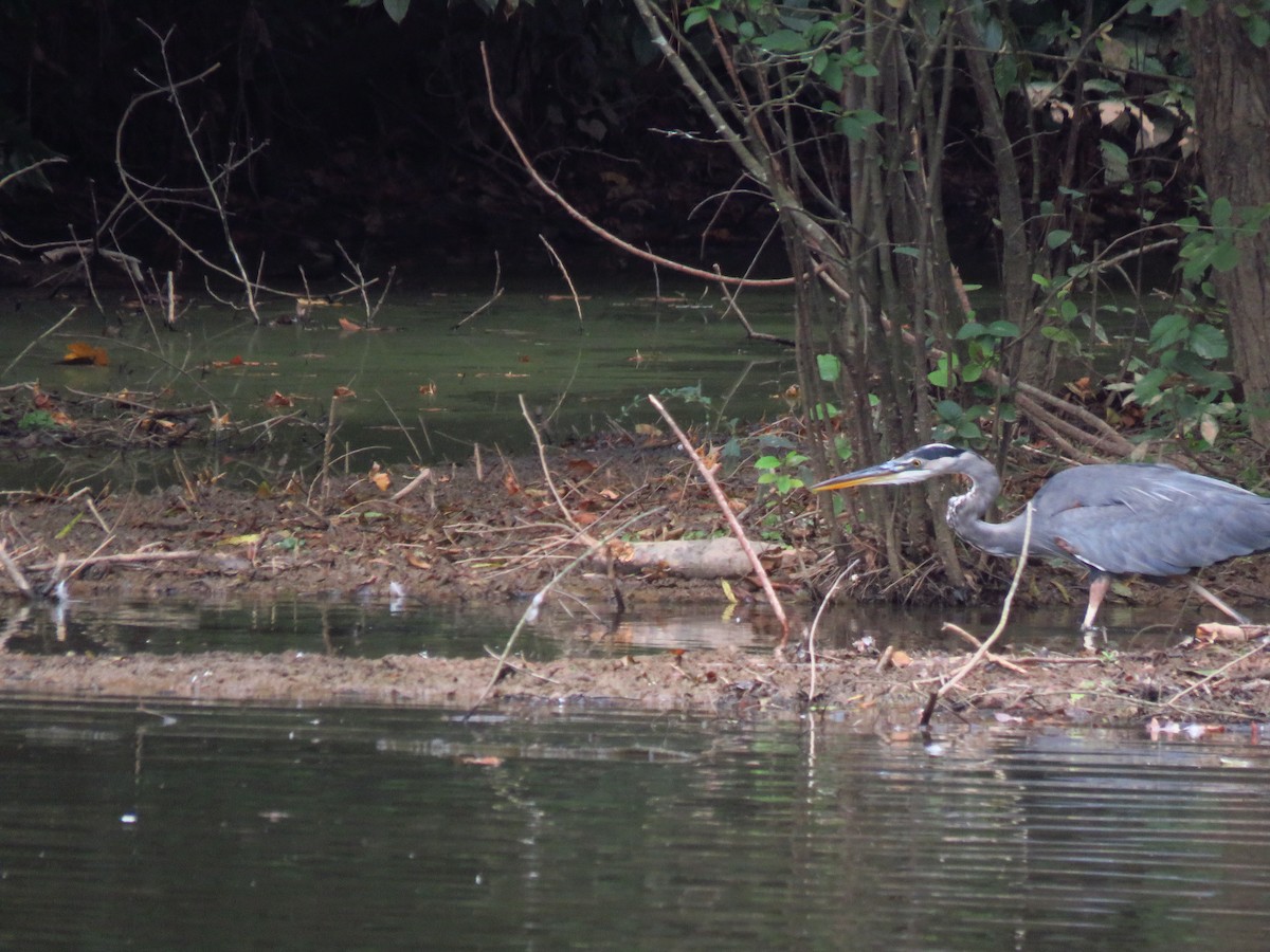 Great Blue Heron - ML610145314