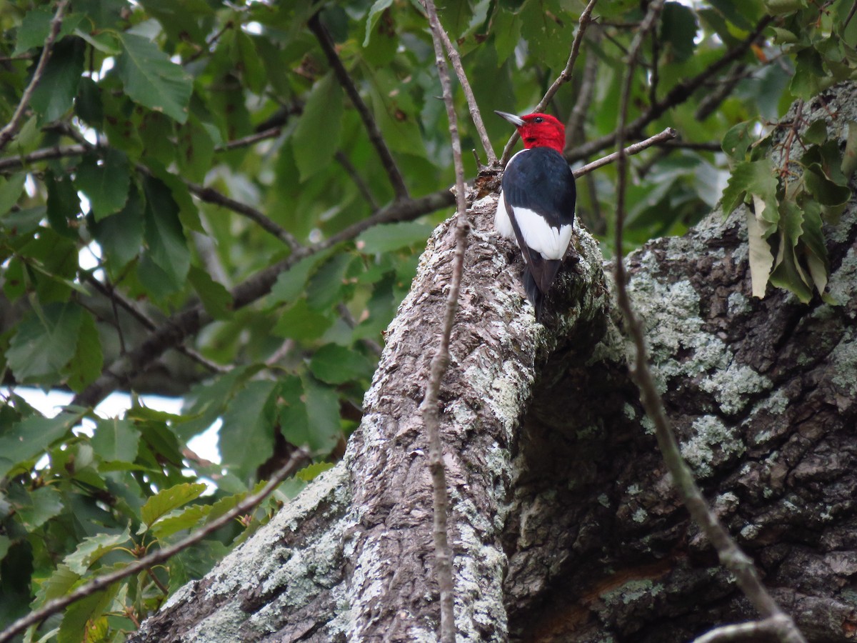 Red-headed Woodpecker - Ken Orich