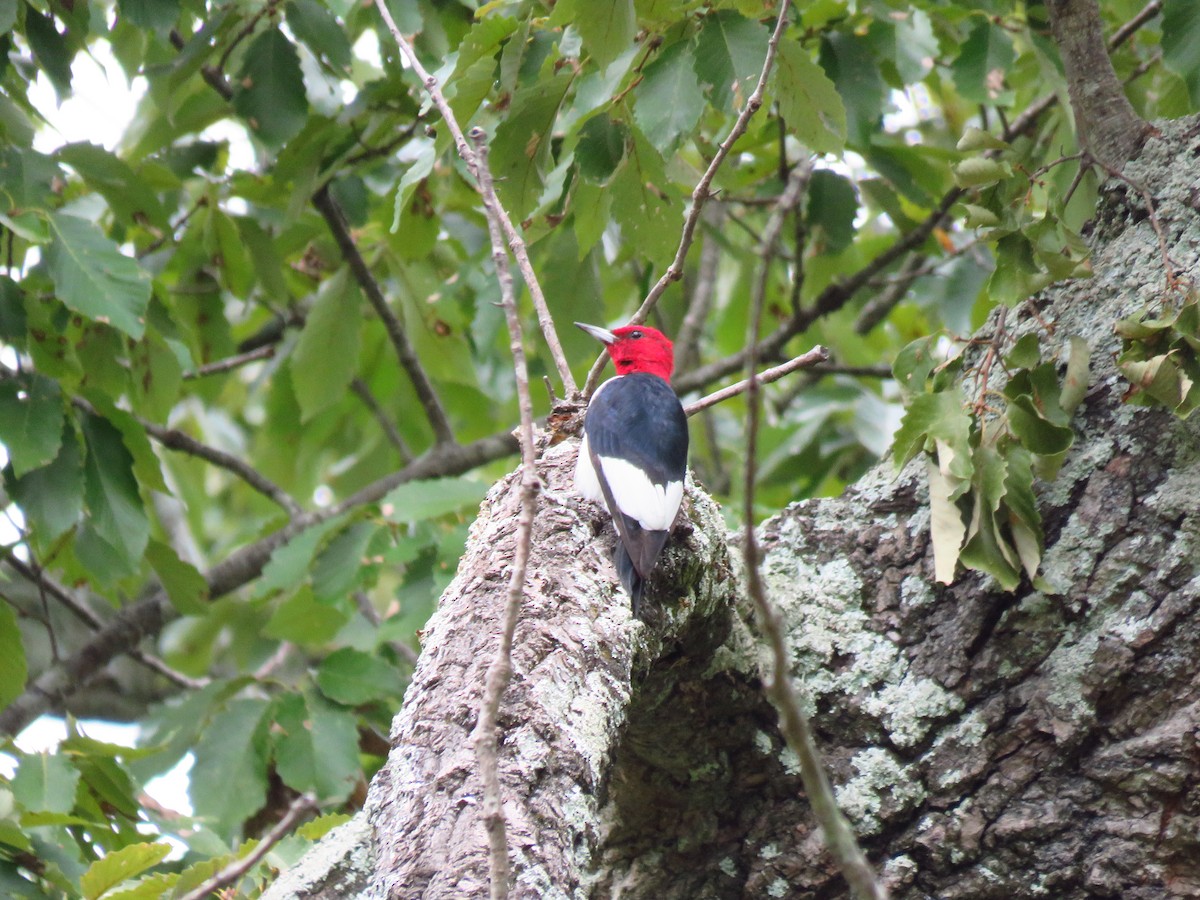 Red-headed Woodpecker - Ken Orich