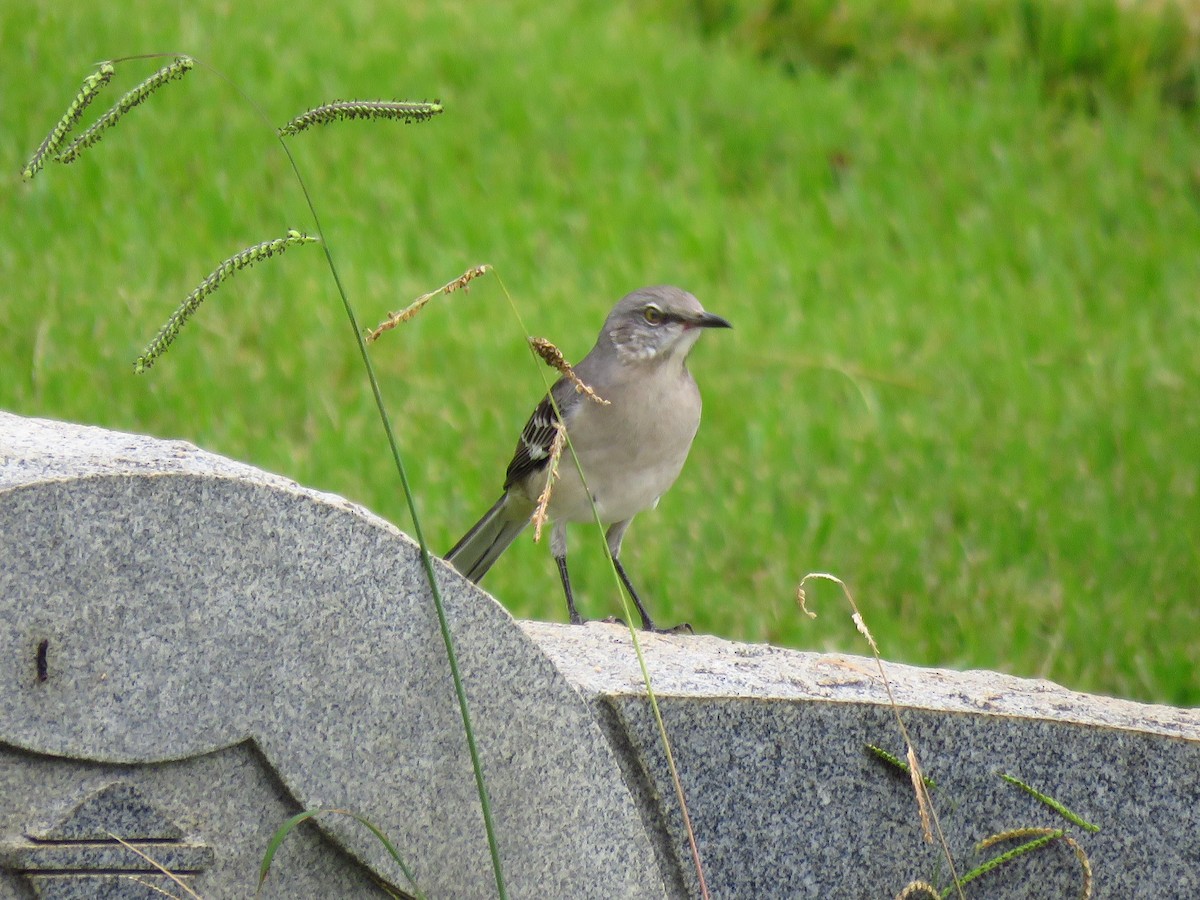 Northern Mockingbird - Ken Orich