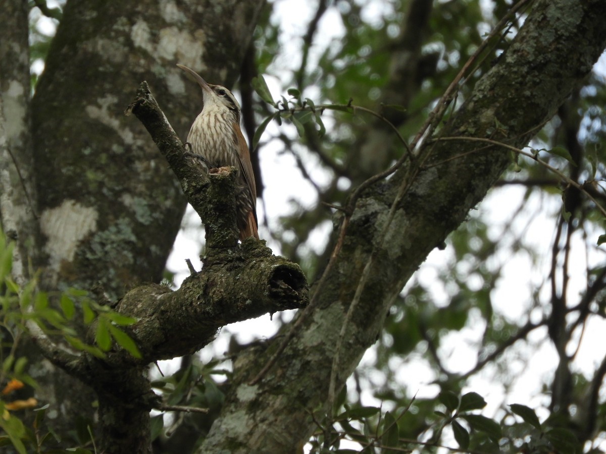 Narrow-billed Woodcreeper - ML610145492