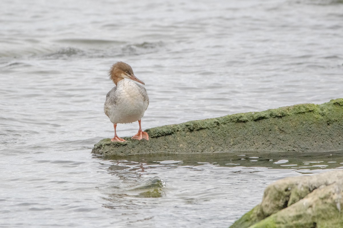 Common Merganser - Peter Sproule