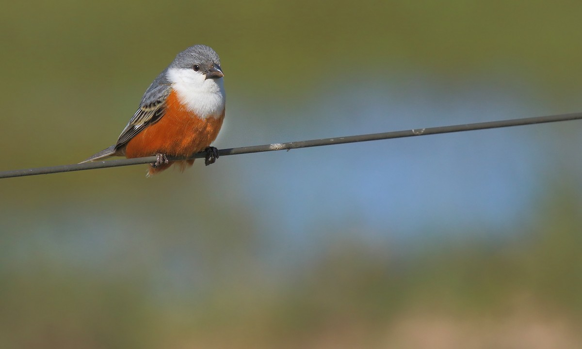 Marsh Seedeater - ML610145597