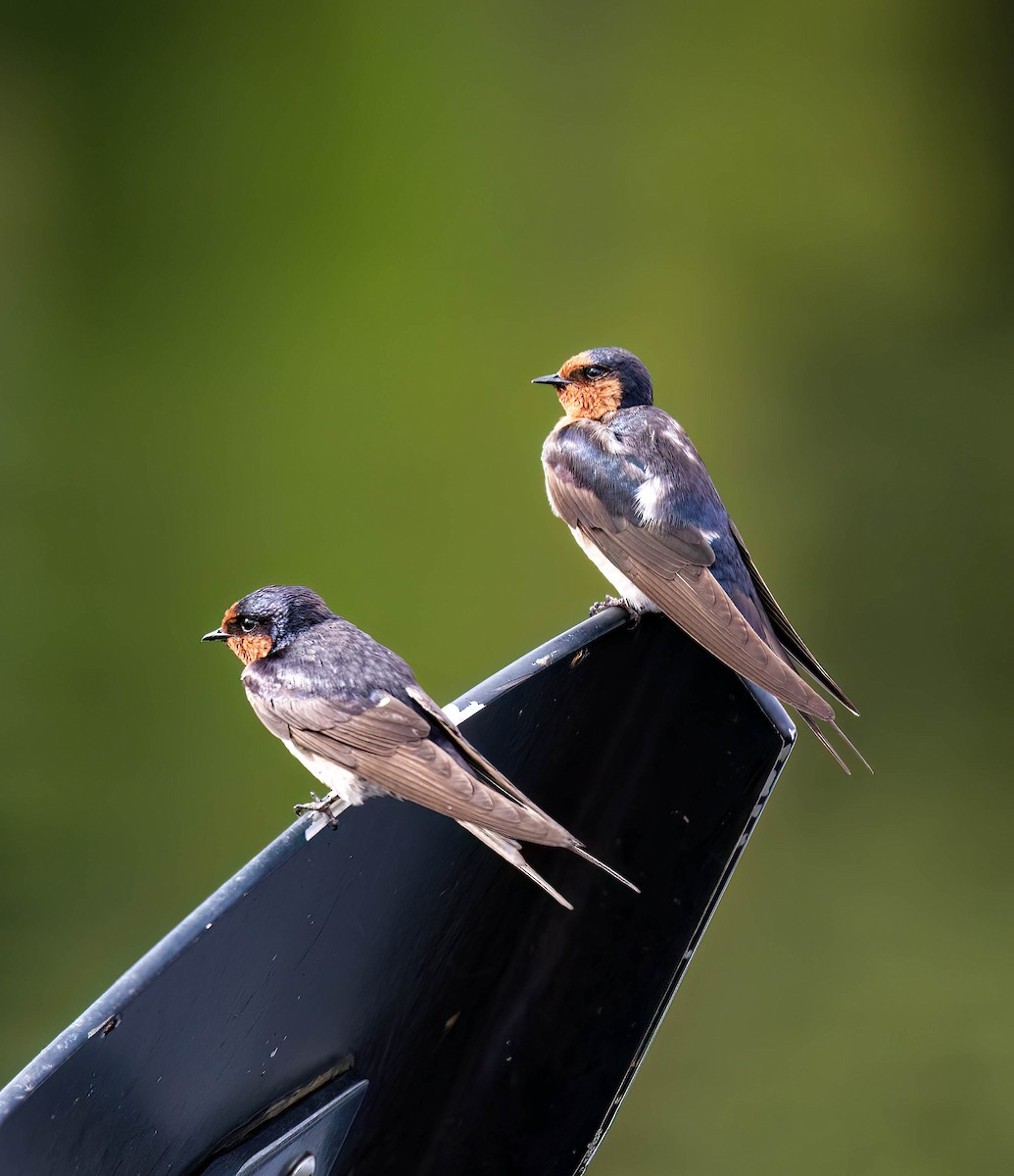 Golondrina Australiana - ML610145601