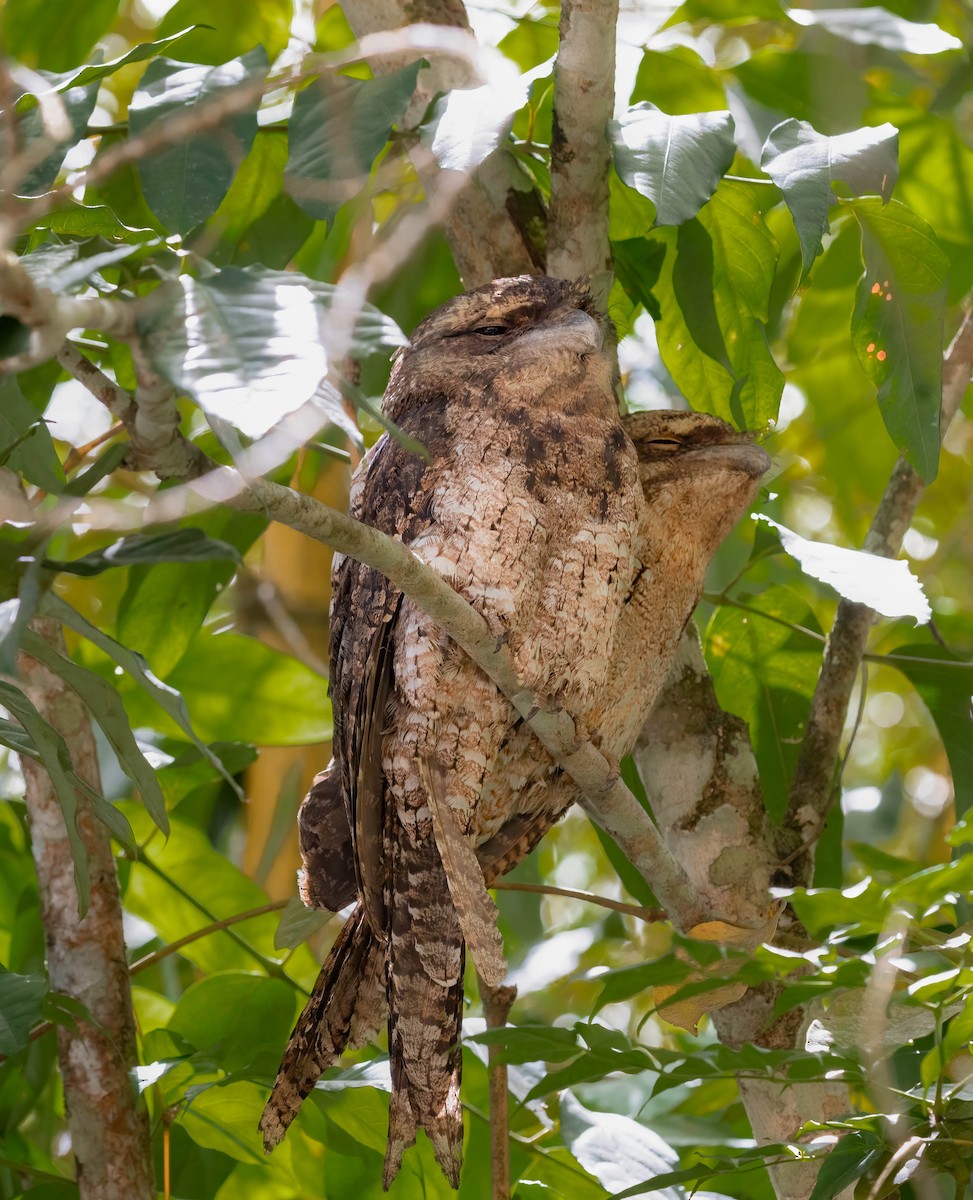 Papuan Frogmouth - ML610145626