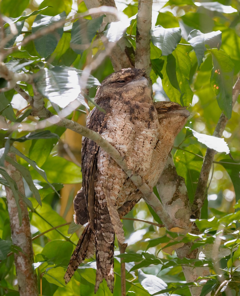 Papuan Frogmouth - ML610145627