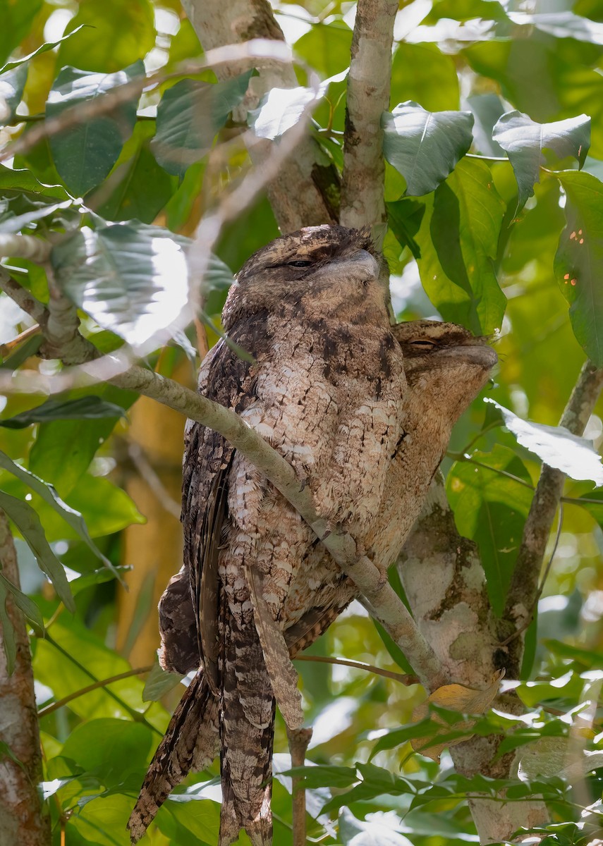 Papuan Frogmouth - ML610145628