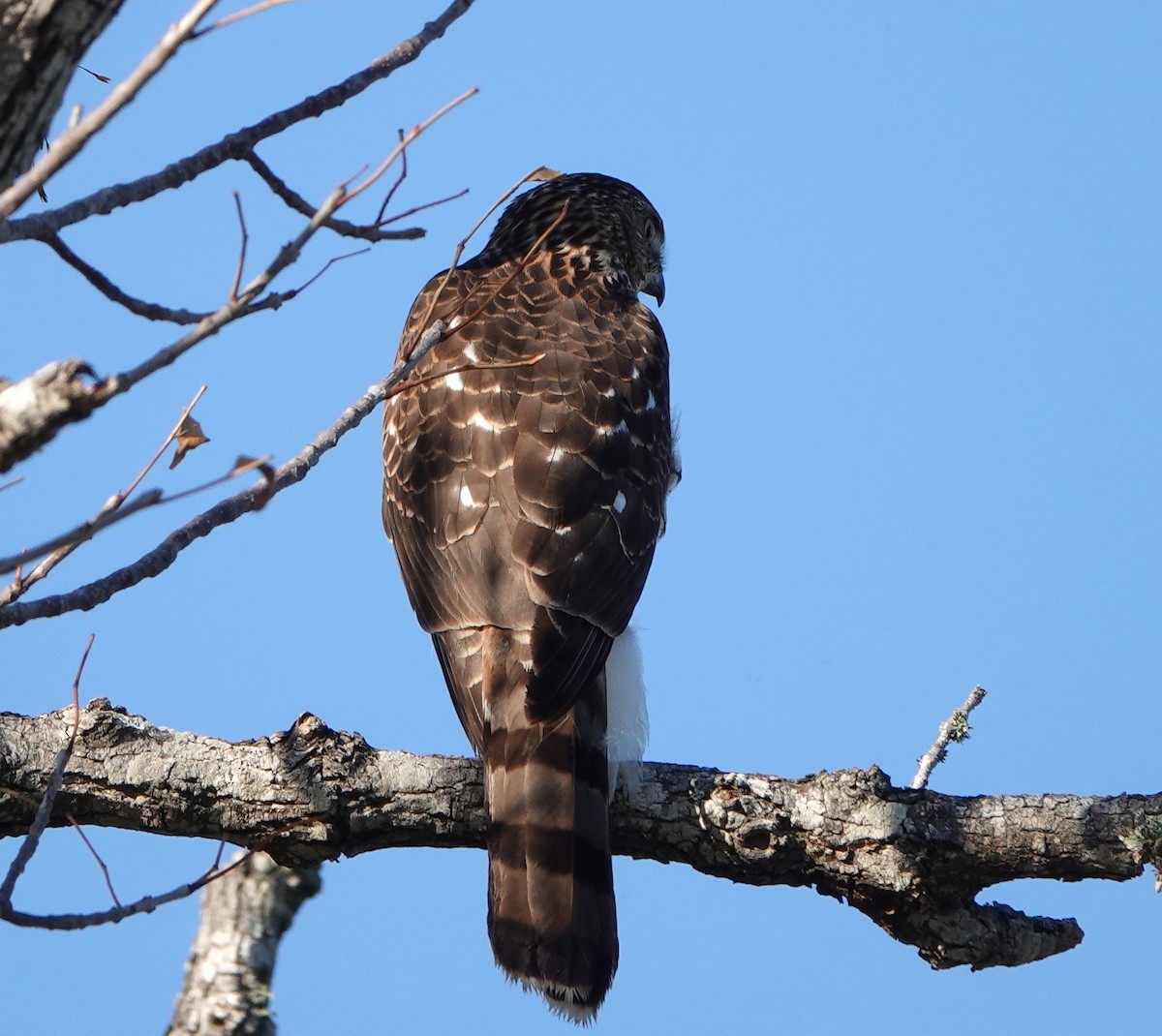 Cooper's Hawk - Steve Rogow