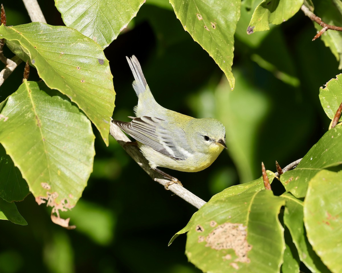 Northern Parula - ML610145631