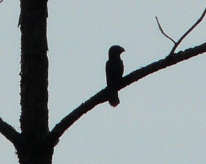 Groove-billed Ani - ML610145682