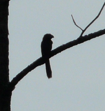 Groove-billed Ani - ML610145684