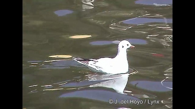 Brown-hooded Gull - ML610145691