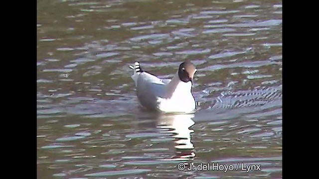 Brown-hooded Gull - ML610145693