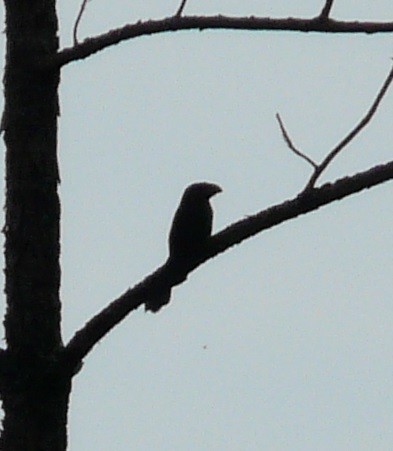 Groove-billed Ani - ML610145700