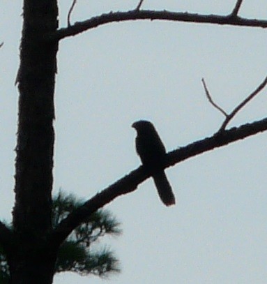 Groove-billed Ani - ML610145707