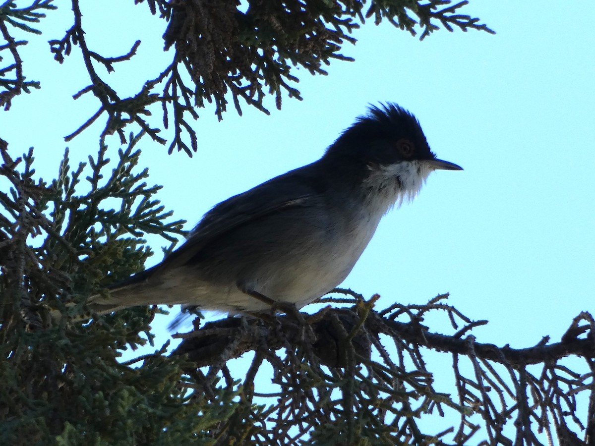 Sardinian Warbler - James Court