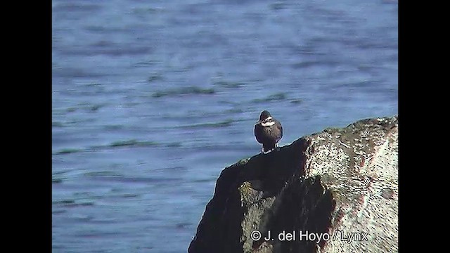 Remolinera Araucana - ML610145733