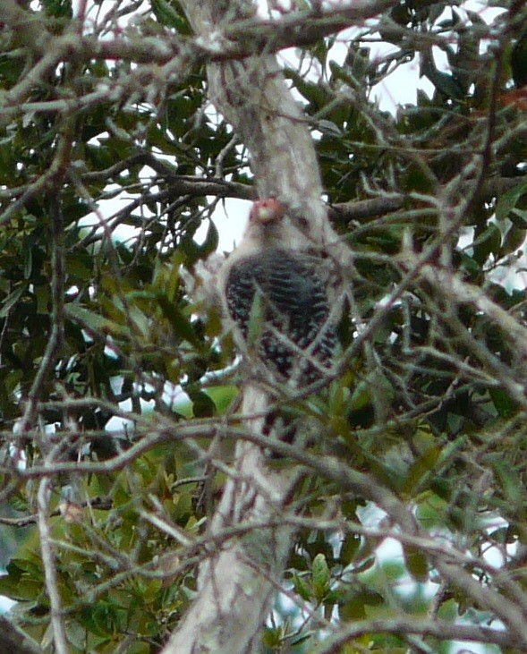 Red-bellied Woodpecker - ML610145769