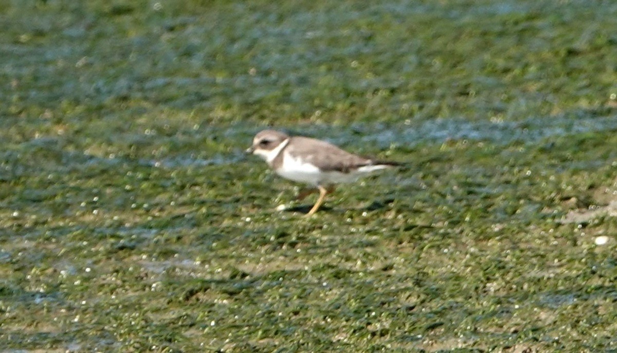 Common Ringed Plover - ML610145800