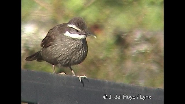 Dark-bellied Cinclodes - ML610145871