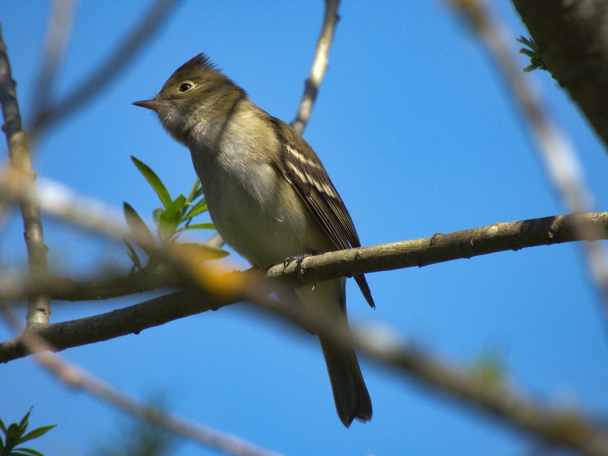 White-crested Elaenia - ML610145903