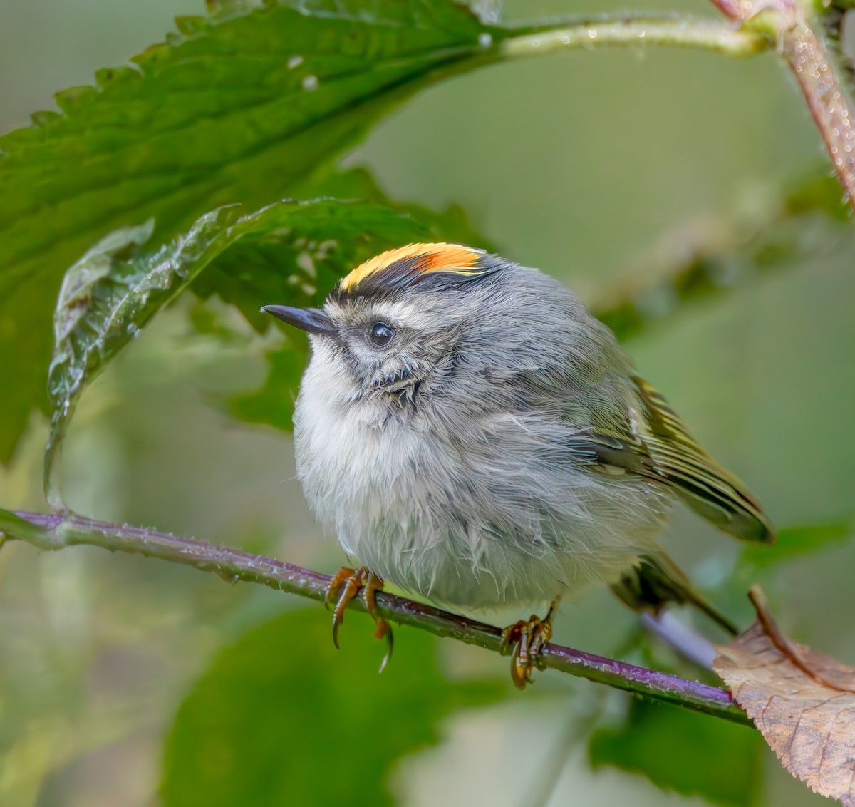 Golden-crowned Kinglet - ML610145918