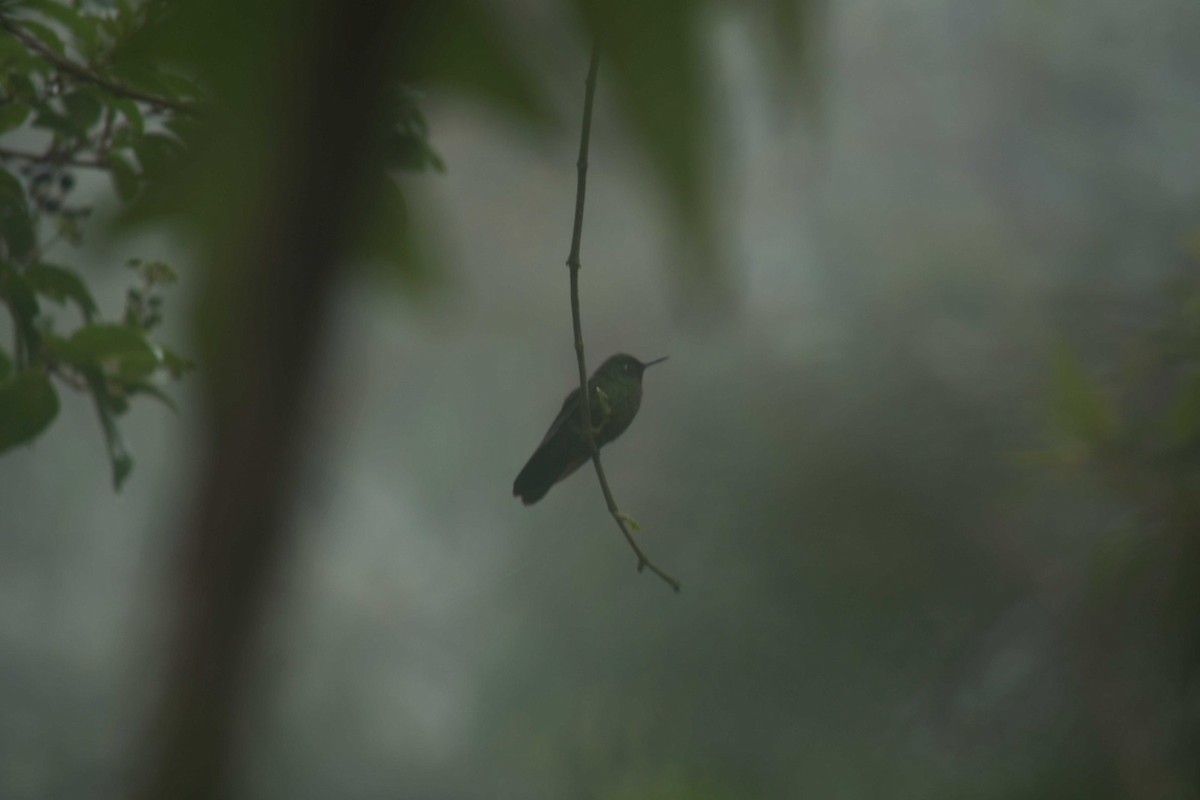 kolibřík dřišťálový - ML610145938