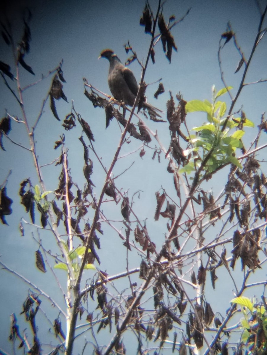 Band-tailed Pigeon - ML610146007