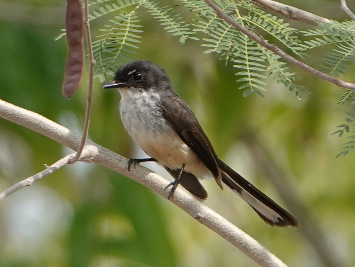 Northern Fantail (Timor) - Barry Reed