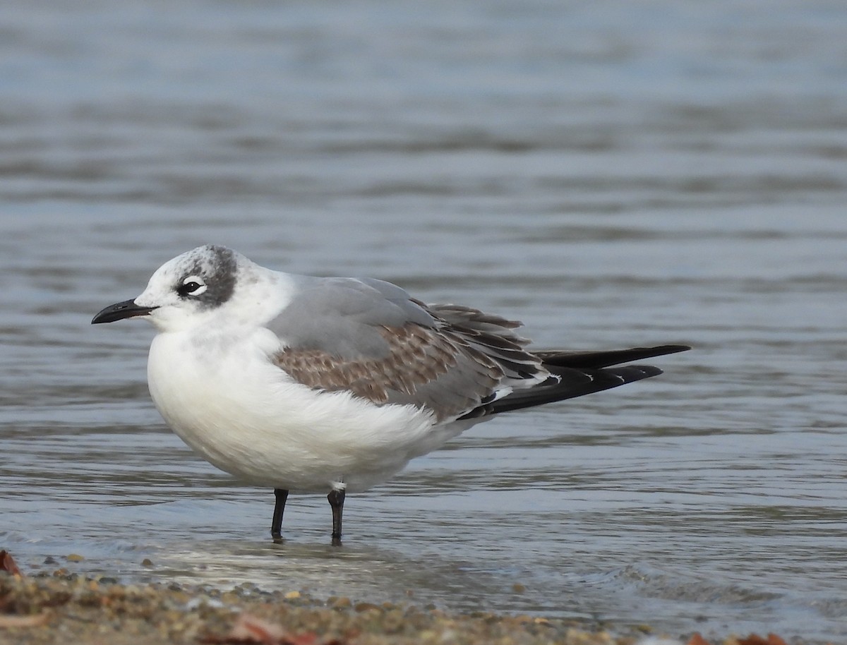 Franklin's Gull - ML610146057