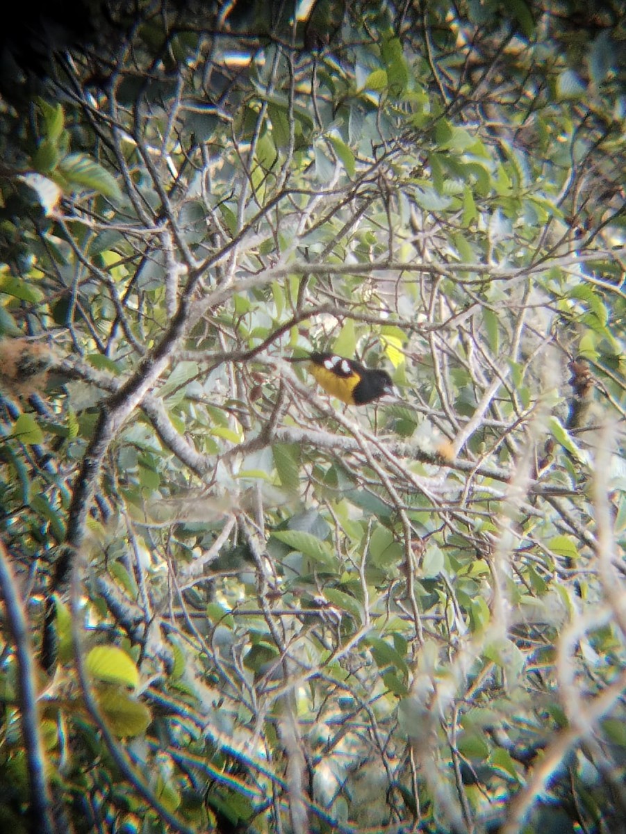 Black-backed Grosbeak - ML610146079