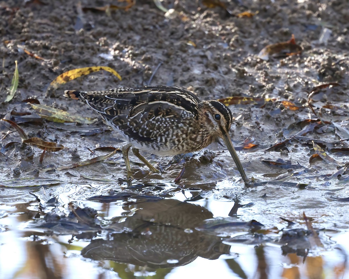 Wilson's Snipe - Debbie Kosater