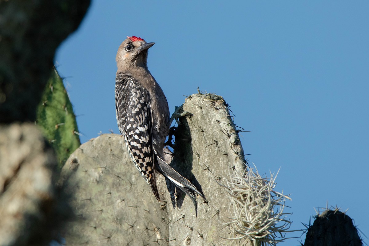 Gray-breasted Woodpecker - Kike Heredia (Birding Tours)