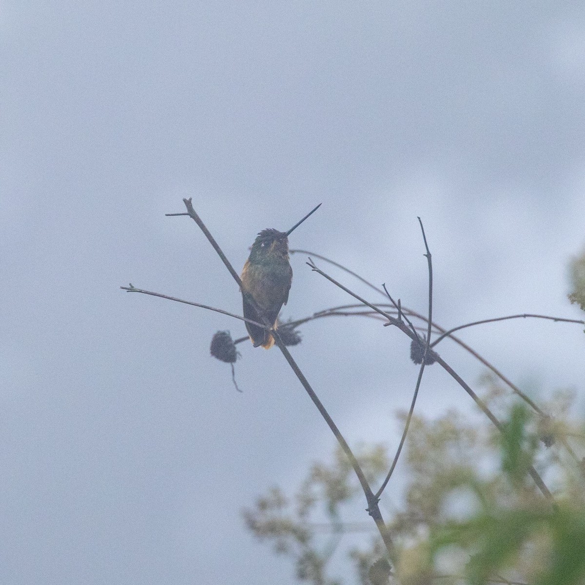 Colibrí Picolanza Mayor - ML610146243