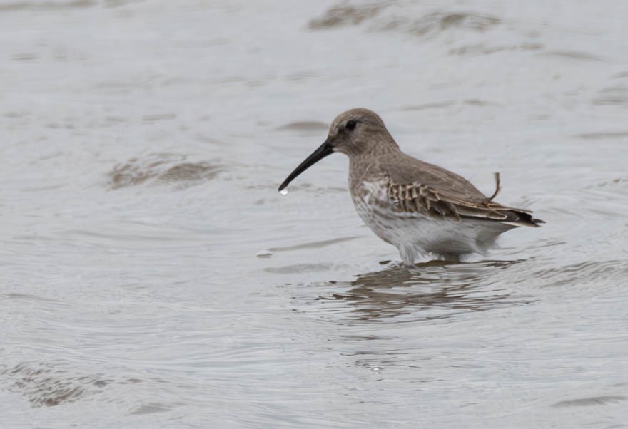 Dunlin - Tom Dougherty