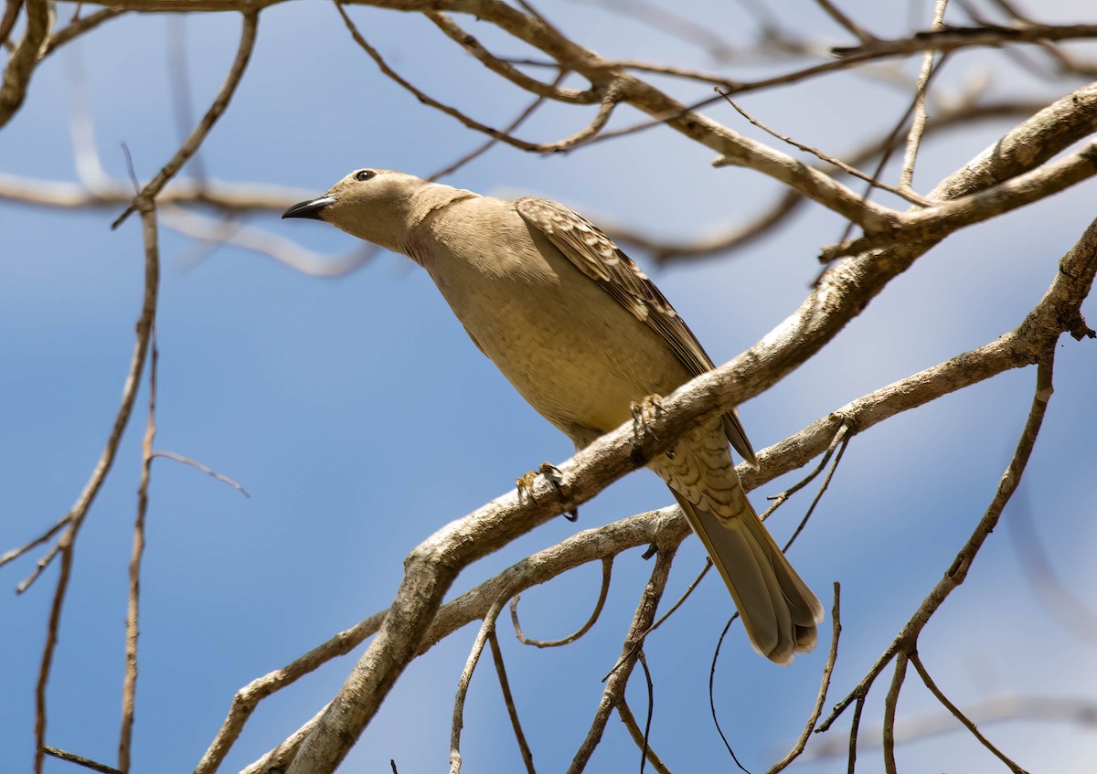 Great Bowerbird - ML610146333