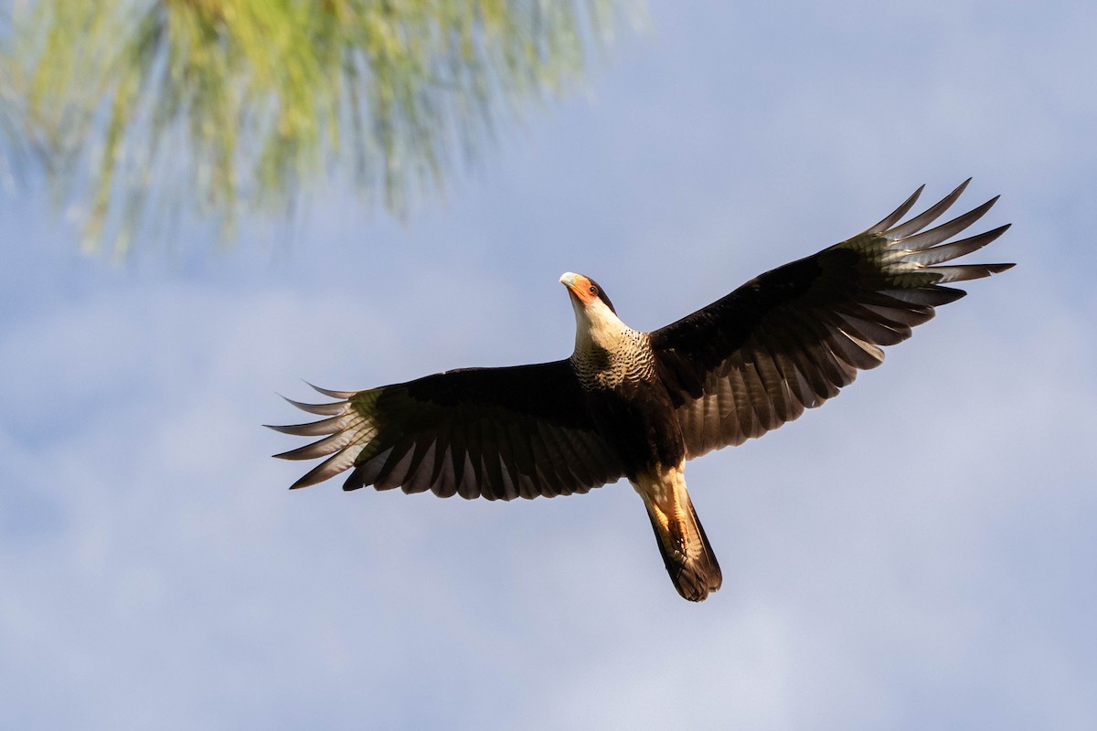 Crested Caracara - Kike Heredia (Birding Tours)