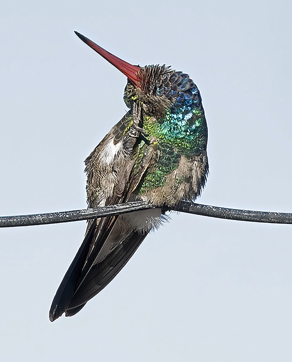 Colibrí Piquiancho Común - ML610146356