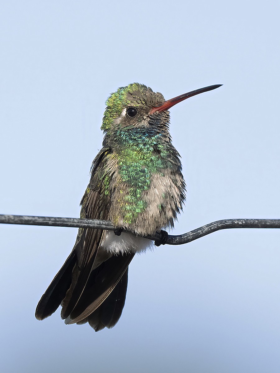 Colibrí Piquiancho Común - ML610146357