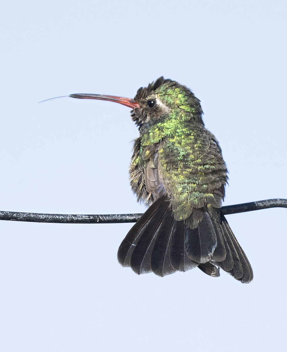 Colibrí Piquiancho Común - ML610146358