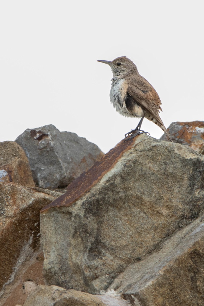 Rock Wren - Kike Heredia (Birding Tours)