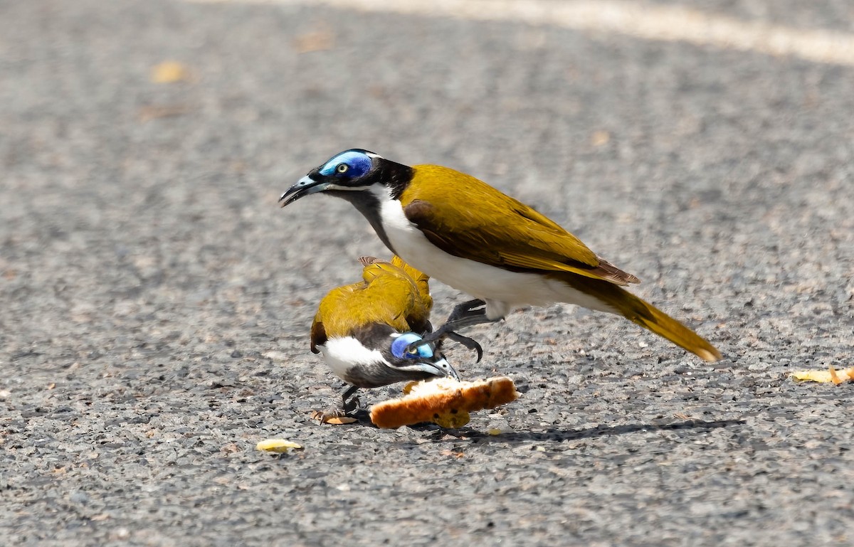 Blue-faced Honeyeater (Blue-faced) - ML610146484