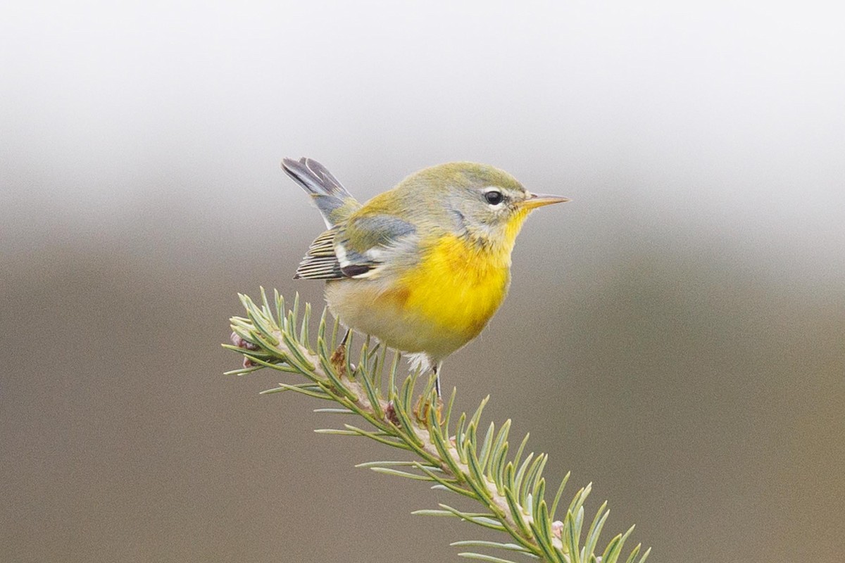 Northern Parula - ML610146486