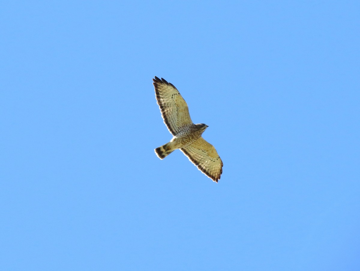 Broad-winged Hawk - ML610146489