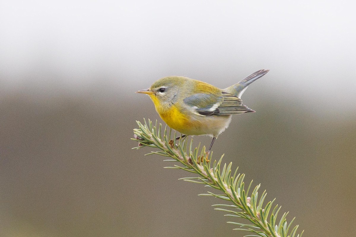 Northern Parula - ML610146492