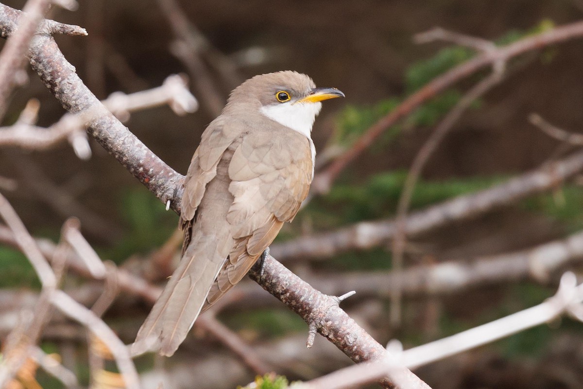 Yellow-billed Cuckoo - ML610146500