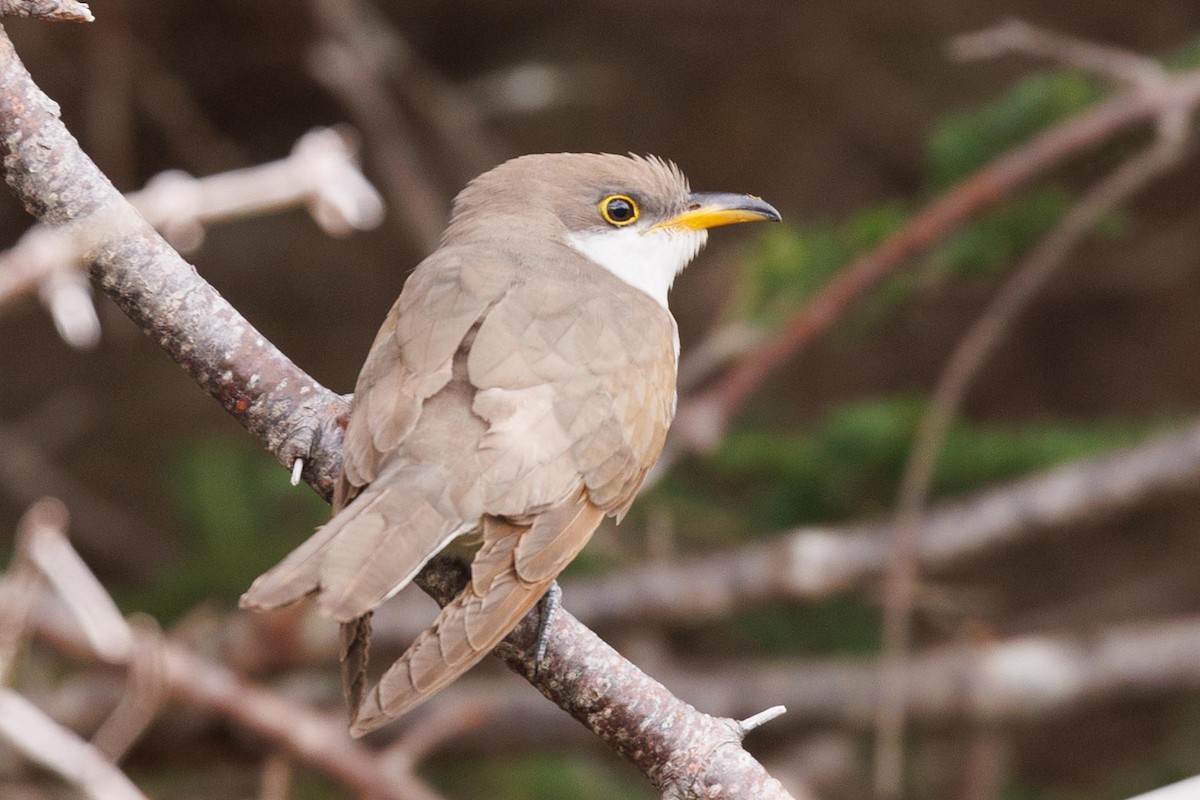 Yellow-billed Cuckoo - ML610146504