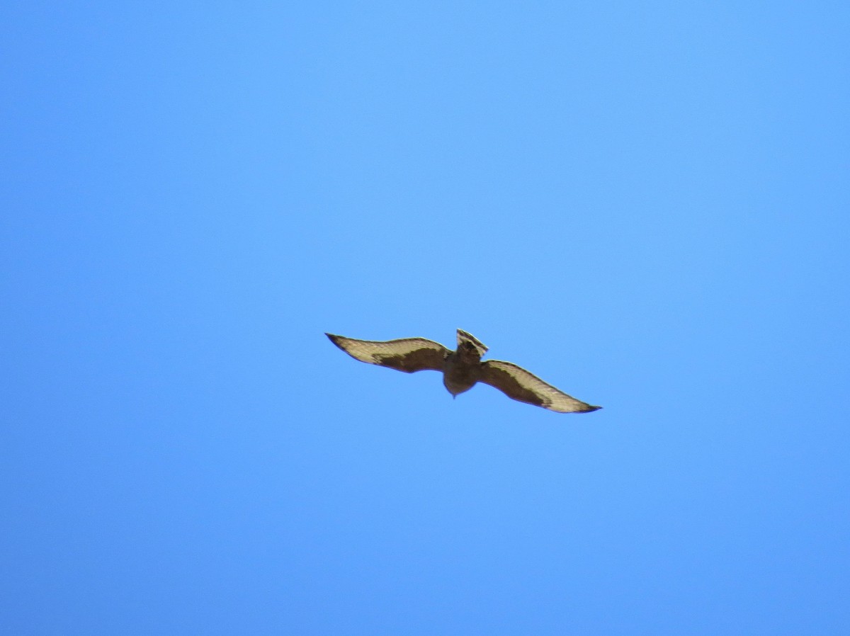 Broad-winged Hawk - ML610146513