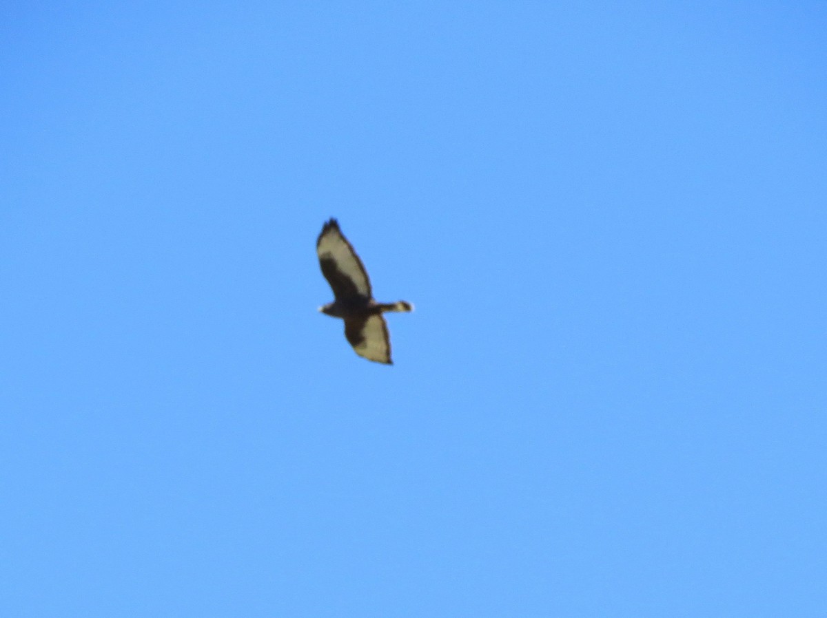 Broad-winged Hawk - ML610146521
